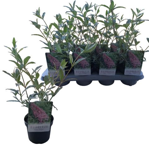 Buddleja davidii 'Пинк Делайт'