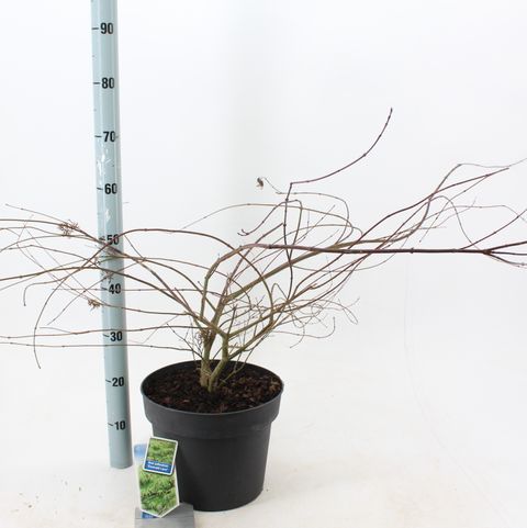 Acer palmatum 'Emerald Lace'