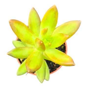 Sedum adolphii