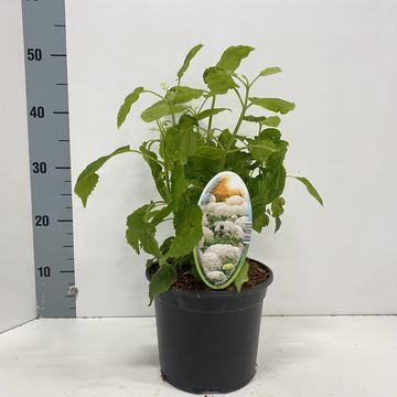 Hydrangea arborescens 'Annabelle'