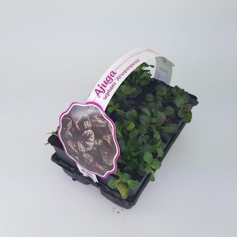 Ajuga reptans 'Atropurpurea'