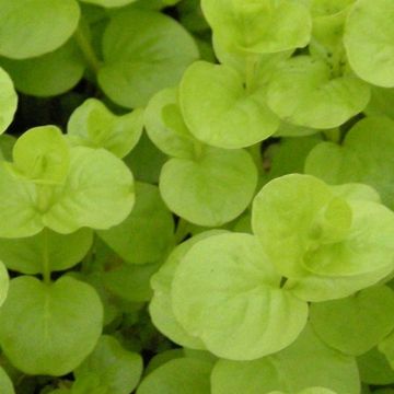 Lysimachia nummularia