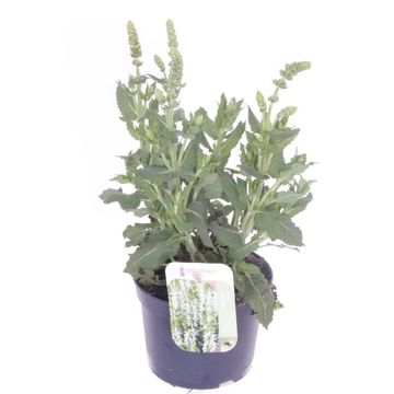Salvia nemorosa SENSATION WHITE