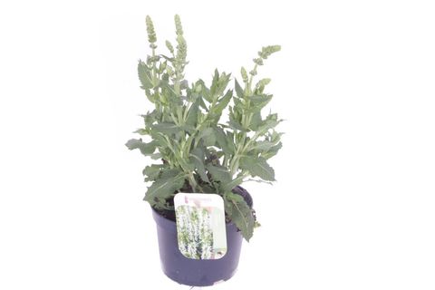 Salvia nemorosa SENSATION WHITE