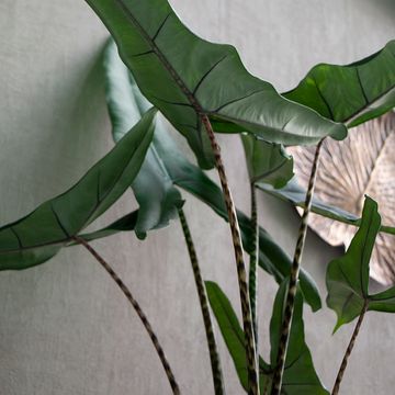 Alocasia zebrina 'Tigrina Superba'