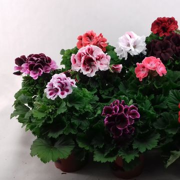 Pelargonium grandiflorum