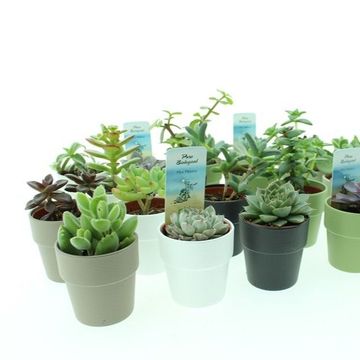 χυμώδη φυτά MIX