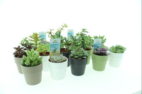 Succulente MIX