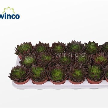 Echeveria 'Black Prince'