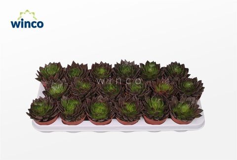 Echeveria 'Black Prince'