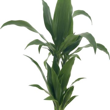 Dracaena fragrans 'Джанет Крейг'