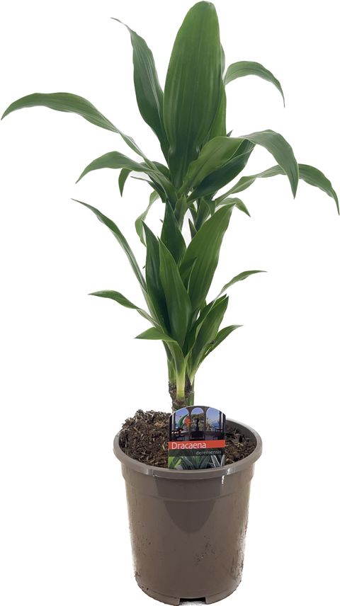 Dracaena fragrans 'Джанет Крейг'