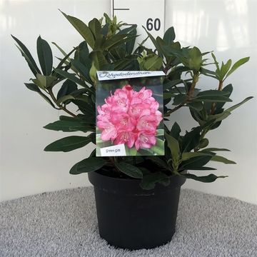 Rhododendron 'Etoile de Sleidinge'