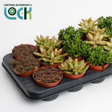 Sedum MIX