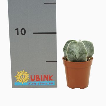 Astrophytum myriostigma