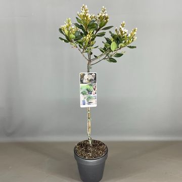 Rhaphiolepis umbellata