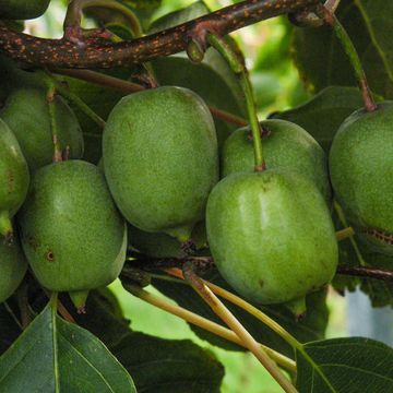 Actinidia arguta 'Bayern'