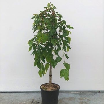 Morus alba 'Pendula'
