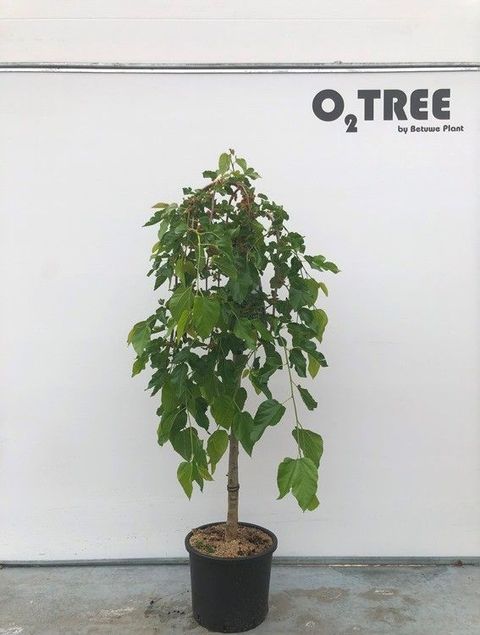 Morus alba 'Pendula'