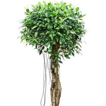 Ficus microcarpa 'Nitida'
