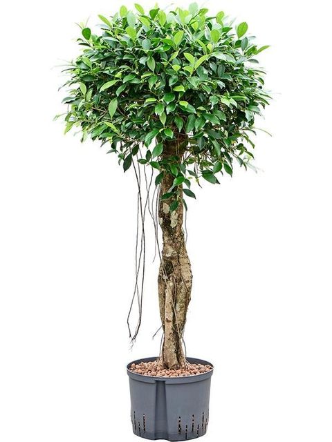Ficus microcarpa 'Nitida'