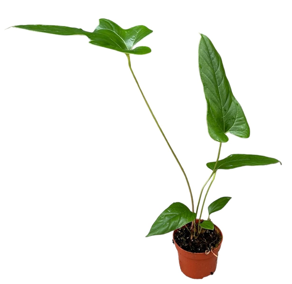 Anthurium pedatum x pedatum — Vendita all'ingrosso piante FlorAccess