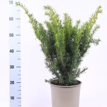 Taxus x media 'Densiformis'