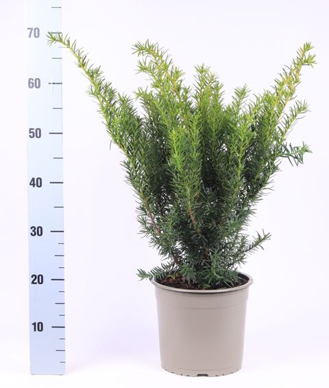 Taxus x media 'Densiformis'