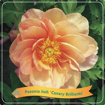 Paeonia 'Canary Brilliants'