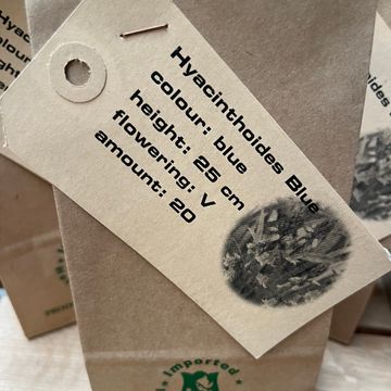 Hyacinthoides hispanica 'Excelsior'