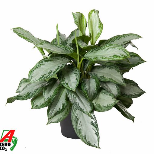 Aglaonema 'Silver Bay'