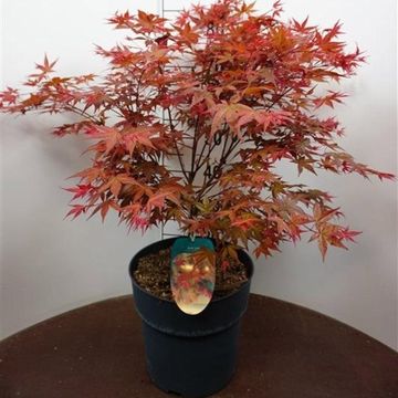 Acer palmatum 'Deshôjô'