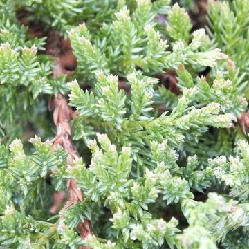 Juniperus horizontalis 'Prince of Wales'