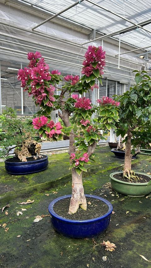 Bougainvillea glabra