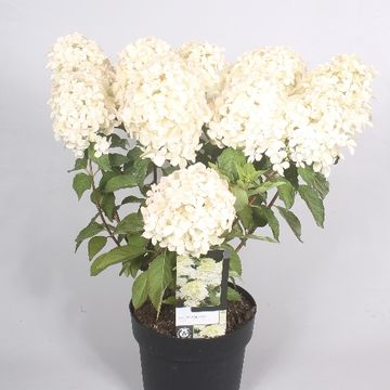 Hydrangea paniculata 'Phantom'