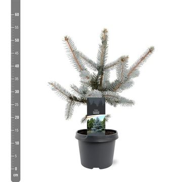 Picea pungens 'Hoopsii'