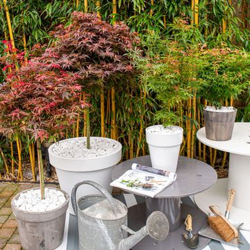 Acer palmatum MIX