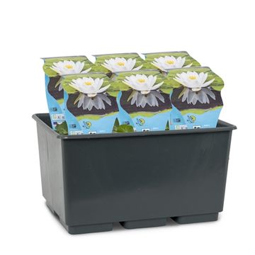 Nymphaea 'Pygmaea Alba'