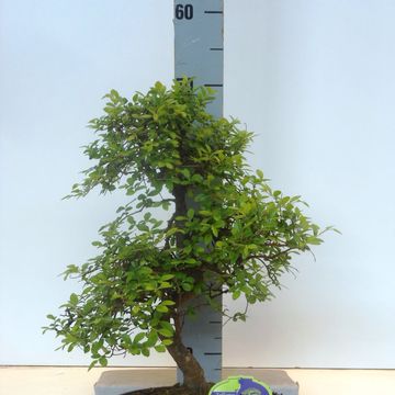 Zelkova serrata
