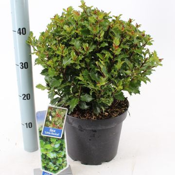 Ilex x meserveae LITTLE RASCAL