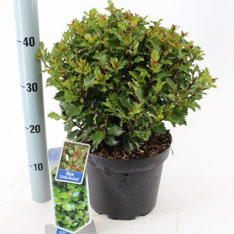 Ilex x meserveae LITTLE RASCAL