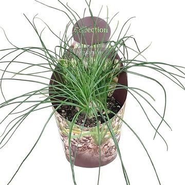 Albuca humilis