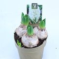 Hyacinthus Гиацинт восточный 'Уайт Перл'