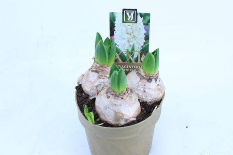 Hyacinthus Гиацинт восточный 'Уайт Перл'