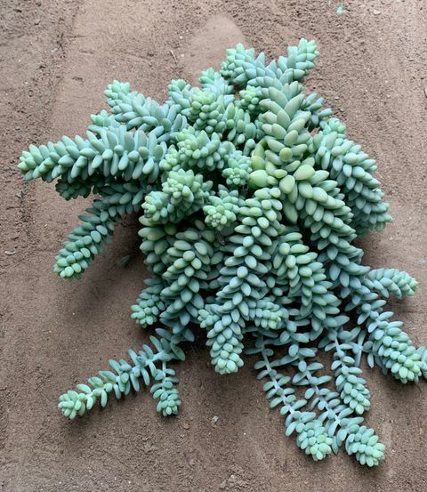 Sedum morganianum