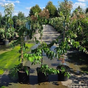 Heptacodium miconioides TEMPLE OF BLOOM