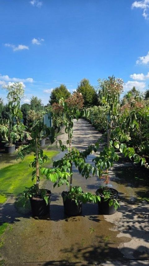 Heptacodium miconioides TEMPLE OF BLOOM