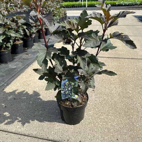 Physocarpus opulifolius 'Diabolo'