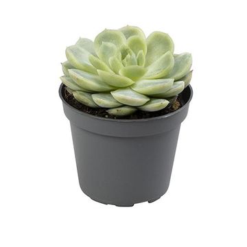 Echeveria elegans