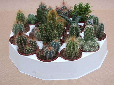 Cactos MIX